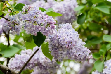 Sirenler Bahçe, bir parkta ağaç dalı. Güzel çiçeklenme çiçekler bahar, leylak ağacının. Bahar çiçeği. Bahar kavramı. Taç Avenue. Volga setin içinde Ulyanovsk, Rusya.