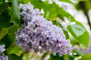 Sirenler Bahçe, bir parkta ağaç dalı. Güzel çiçeklenme çiçekler bahar, leylak ağacının. Bahar çiçeği. Bahar kavramı. Taç Avenue. Volga setin içinde Ulyanovsk, Rusya.
