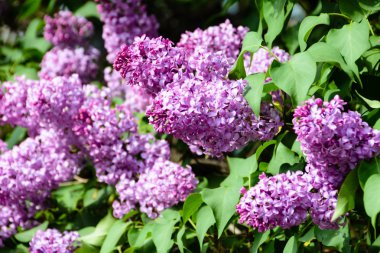 Sirenler Bahçe, bir parkta ağaç dalı. Güzel çiçeklenme çiçekler bahar, leylak ağacının. Bahar çiçeği. Bahar kavramı. Taç Avenue. Volga setin içinde Ulyanovsk, Rusya.