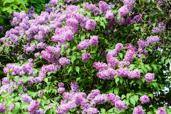 Una Rama Sirenas Árbol Jardín Parque Hermosas Flores Florecientes Lila — Foto de Stock