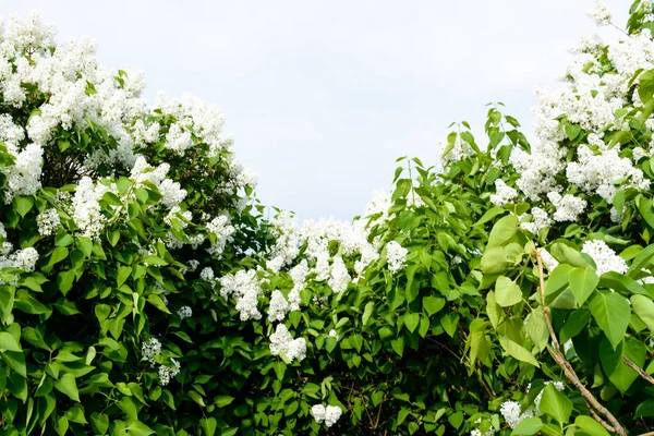 Una Rama Sirenas Árbol Jardín Parque Hermosas Flores Florecientes Lila —  Fotos de Stock