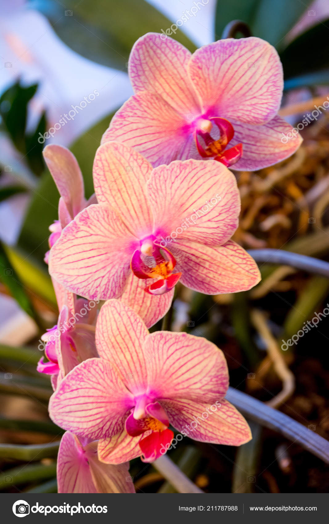 Phalaenopsis Orchideenblume Orchideen Ist Die Konigin Der Blumen Thailand Stockfoto C Habar05