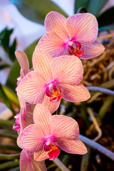 Phalaenopsis Orchid Flower Orquídeas Rainha Das Flores Tailândia — Fotografia de Stock