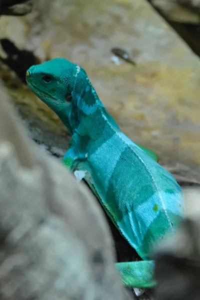 Lagarto Reptil Gigante Verde Azul Iguana Cerca Fiji Crested Iguana —  Fotos de Stock