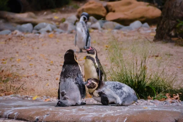 Gruppen Tre Hotade Humboldt Pingviner Klippa Kanten Nära Vattnet Storbritannien — Stockfoto