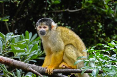 Bir sincap maymun (Saimiri sciureus) tarafına bakarak bir ağaç dalı.