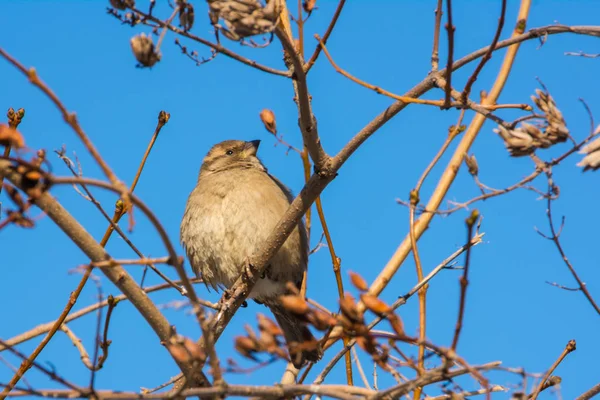 House Sparrow Perched Tree Branch Passer Domesticus — Stock Photo, Image