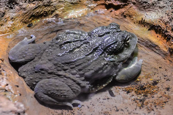 青蛙躺在石头间的水坑里 — 图库照片