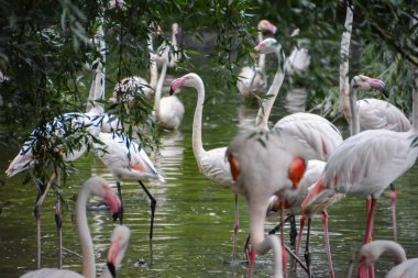 Pembe flamingo veya flamingolar yürüyen kuş Phoenicopteridae, Phoenicopteriformes sırayla tek kuş aile türüdür. Birleşik Krallık.