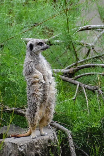 Meerkat Suricata Suricatta 아프리카 몽구스 가족에 속하는 초상화 닫습니다 — 스톡 사진