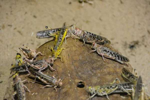 Group Locusts Piled Front Home Background Sand — Stock Photo, Image