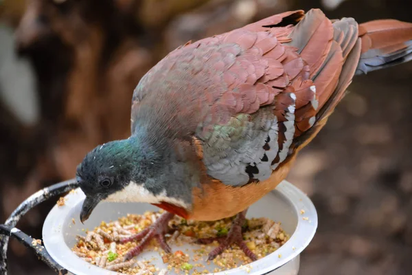 Luzon bleeding-heart (Gallicolumba luzonica) eating feed in the feeder. Luzon bleeding-heart is one of a number of species of ground dove in the genus Gallicolumba that are called \