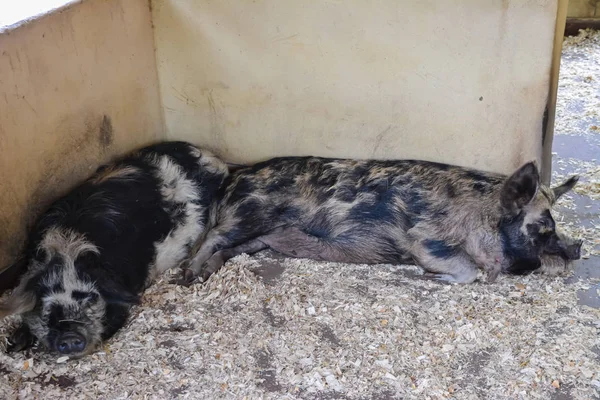 Black spotted pigs sleep on sawdust in the corner of the enclosure. Farm.