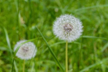 İki dandelions, karahindiba çayır, beyaz yeşil çim çiçeklenir. Karahindiba tohum başına, bulanık arka plan, makro yakın çekim.