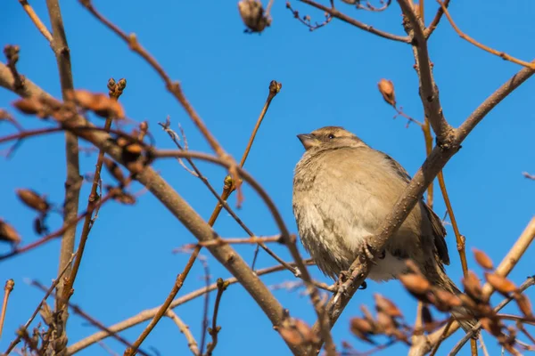 Gorrión Casa Posado Una Rama Árbol Passer Domesticus — Foto de Stock