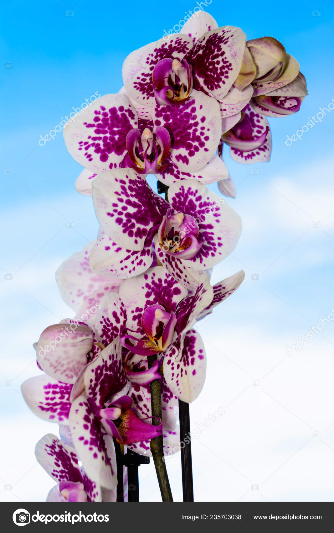 Beauty White Purple Orchid Full Bloom Phalaenopsis Orchid Flower Background Stock Photo C Habar2005 235703038