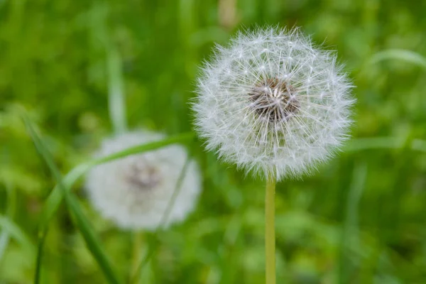 Two dandelions, dandelion meadow, white flowers in green grass. Dandelion Seed Head, on blurry background, macro close-up.