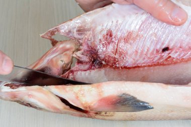 Muksun (Coregonus muksun). Muksun eti lezzetli bir yiyecek, beyaz ve çok az ile ihale bones ve Kuzey Kutbu Sibirya çanak stroganina kullanılan türlerinden biridir. Beyaz balık.
