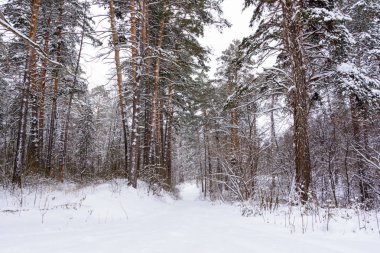 Kış manzarası. Karlı ağaçlar, Don, büyük snowdrifts ve snowfal