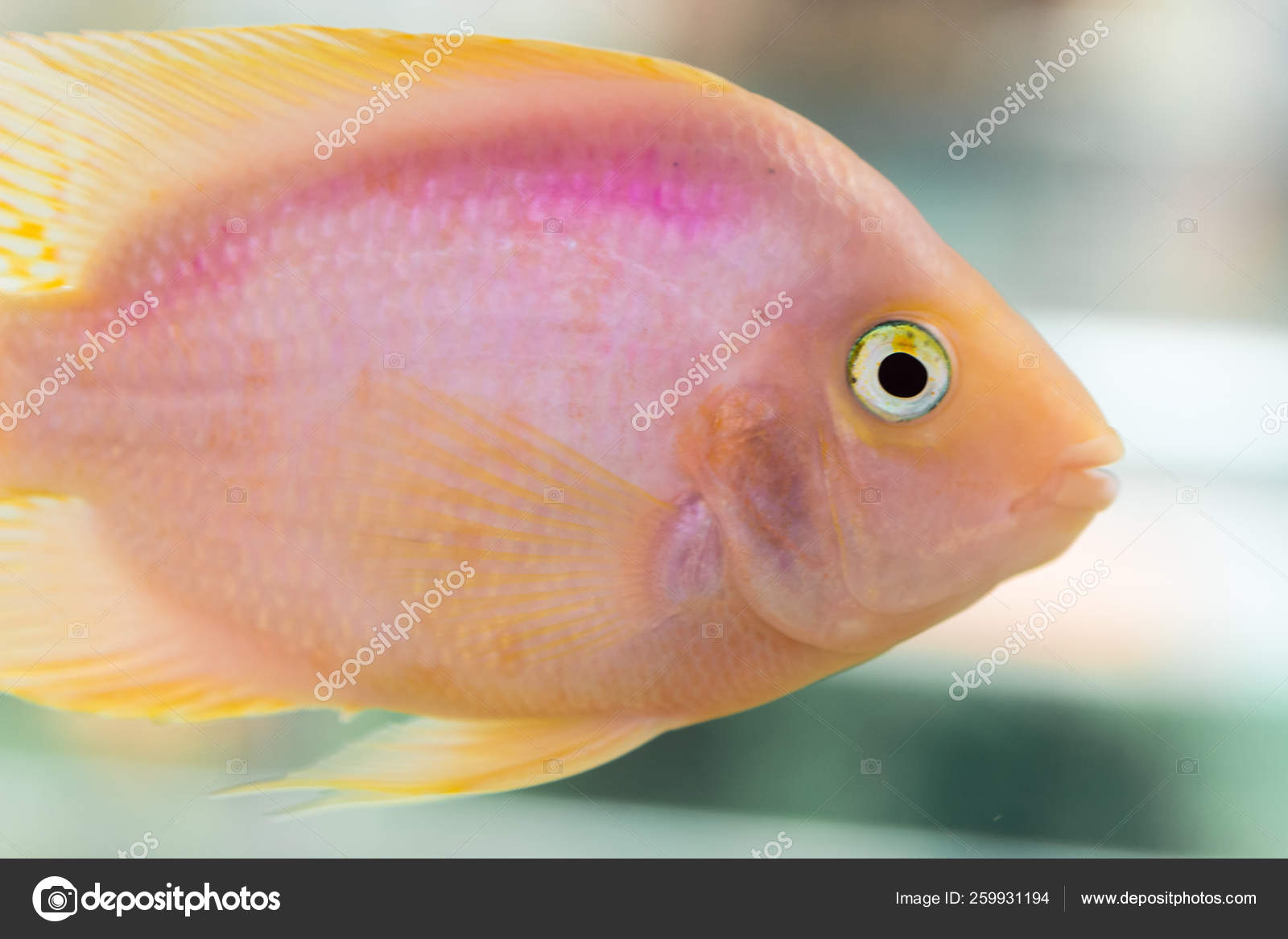 Parrot Fish Aquarium Blood Parrot Cichlid More Commonly Formerly Known Royalty Free Photo Stock Image By C Habar2005 259931194