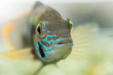 Akvaryum balığı cüce Cichlid. Apistogramma nijsseni, Güney Peru 'da son derece kısıtlı yerel siyah su habitatlarının endemiği olan bir Çiklit balığı türüdür..
