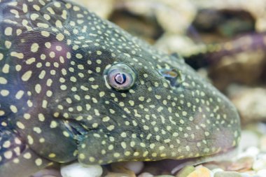 Akvaryum Balık Bushymouth yayın balığı (Ancistrus dolichopterus). Ancistrus dolichopterus, Ancistrus türlerinden biri olan Bushymouth yayın balığı, Brezilya'ya özgü bir zırhlı yayın balığı türüdür..