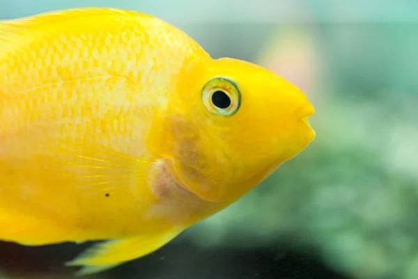 Parrot Fish Aquarium Blood Parrot Cichlid More Commonly Formerly Known — Stock Photo, Image