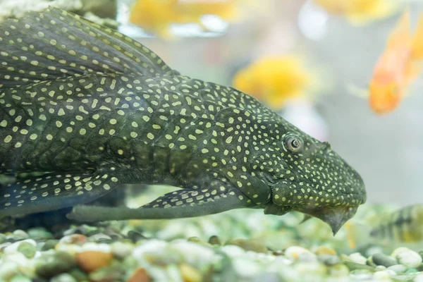 Akvaryum Balık Bushymouth yayın balığı (Ancistrus dolichopterus). Ancistrus dolichopterus, Ancistrus türlerinden biri olan Bushymouth yayın balığı, Brezilya'ya özgü bir zırhlı yayın balığı türüdür..