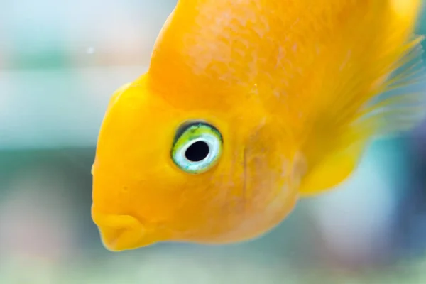 Papuga Ryba Akwarium Krew Papuga Pielęgnica Lub Częściej Dawniej Znany — Zdjęcie stockowe
