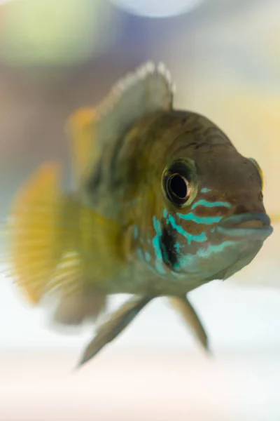 Aquarium Vissen Dwerg Cichlid Apistogramma Nijsseni Een Cichlidvis Endemisch Het — Stockfoto