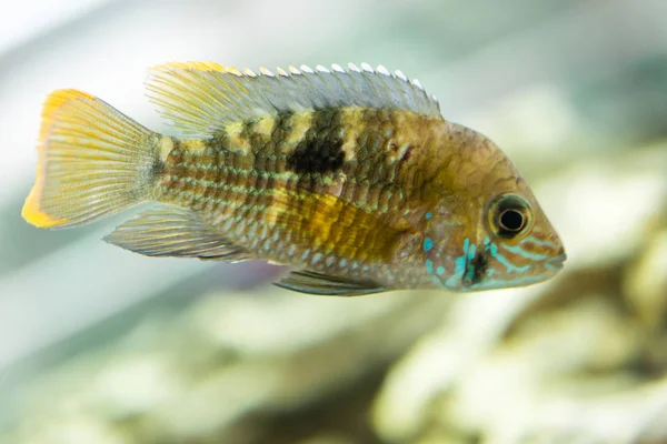 Akvaryum balığı cüce Cichlid. Apistogramma nijsseni, Güney Peru 'da son derece kısıtlı yerel siyah su habitatlarının endemiği olan bir Çiklit balığı türüdür..