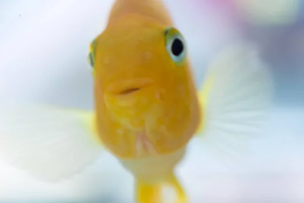 Pescado Loro Cíclido Loro Sangre Del Acuario Más Comúnmente Anteriormente —  Fotos de Stock