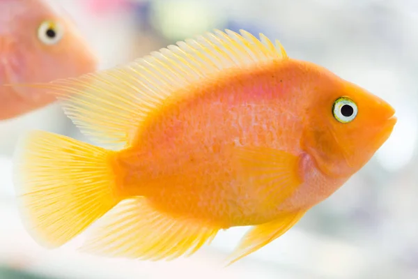 Papağan Balığı. Akvaryum kan papağan cichlid (ya da daha yaygın ve eski papağan cichlid olarak bilinen) midas ve redhead cichlid arasında olduğu düşünülen bir melez.