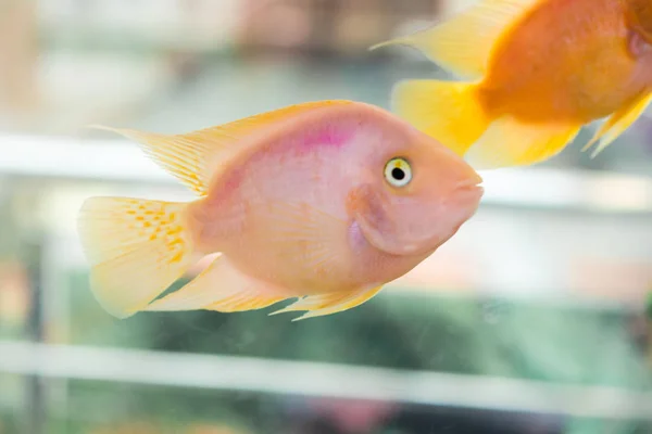 Parrot Fish. The aquarium blood parrot cichlid (or more commonly and formerly known as parrot cichlid) is a hybrid thought to be between the midas and the redhead cichlid.