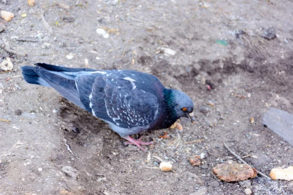 Hungry Pigeon Eating Bread Feeding Birds — Stock Photo, Image