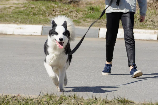 Laika. Karelian Ayı Köpeği. Güvenli köpek yürüyüşü. Büyük bir köpek bile tasma takmış olmalı. Sahibi köpeği tasmayla tutar, böylece insanları ısırmaz..