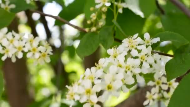 Les Branches Oiseau Fleurs Cerisier Balancent Dans Vent Par Une — Video