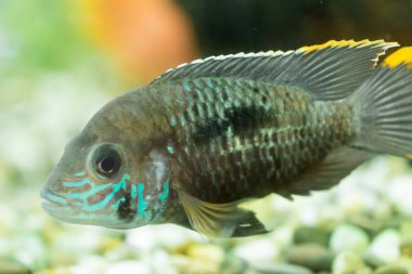 Akvaryum balığı cüce Cichlid. Apistogramma nijsseni, Güney Peru 'da son derece kısıtlı yerel siyah su habitatlarının endemiği olan bir Çiklit balığı türüdür..