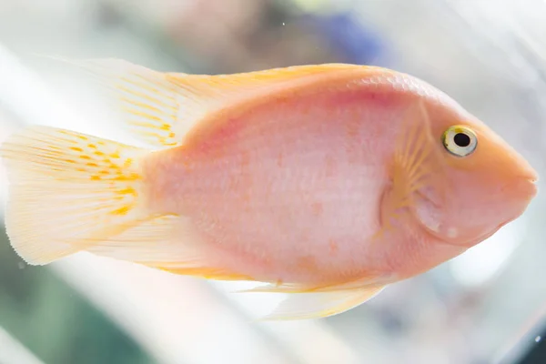 Pescado Loro Cíclido Loro Sangre Del Acuario Más Comúnmente Anteriormente —  Fotos de Stock