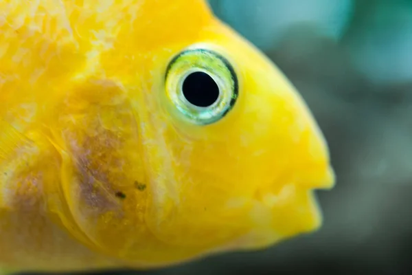 Parrot Fish Aquarium Blood Parrot Cichlid More Commonly Formerly Known — Stock Photo, Image