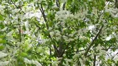 Çiçek açan kuş kiraz dalları bir bahar güneşli bir gün rüzgarda Sway. Bahar zamanı.