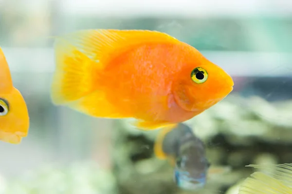 Parrot Fish Aquarium Blood Parrot Cichlid More Commonly Formerly Known — Stock Photo, Image