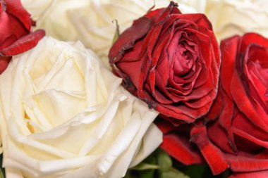 Kırmızı ve beyaz güller yakın çekim. Bahar çiçekleri.
