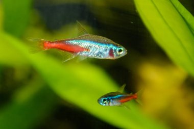 Neon Tetra (Paracheirodon ınnesi) Akvaryum. Neon Tetra tatlı su tropikal balık. Close.