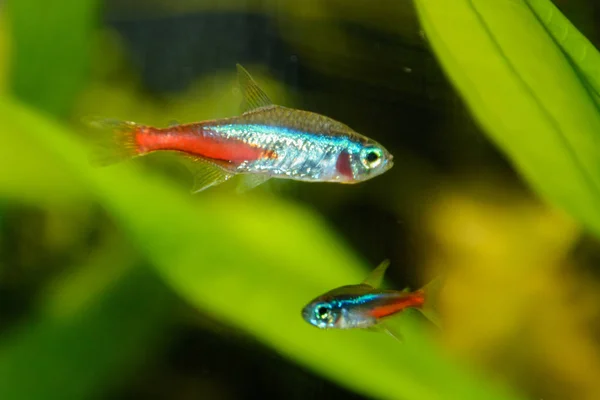 Neon Tetra Paracheirodon Innesi Het Aquarium Neon Tetra Zoet Water — Stockfoto