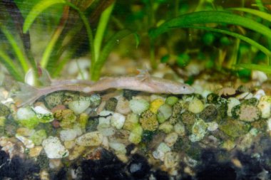 Akvaryum içinde Afrika pençeli kurbağa, albino (Xenopus laevis).