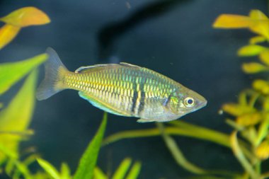 Boesemani gökkuşağı balığı. Akvaryum cins Melanotaenia gelen gökkuşağı balık kadın. Dünyanın en güzel taze su akvaryum balıklardan biri.