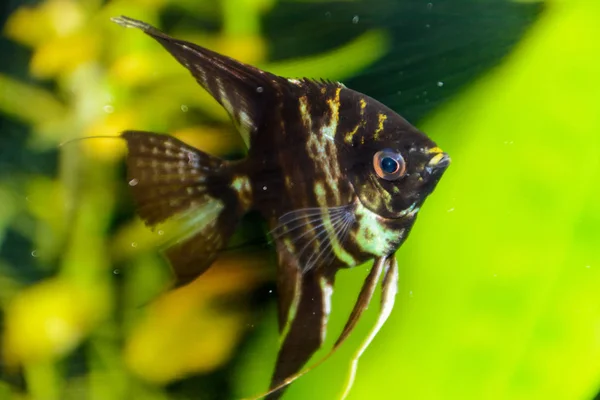 물고기 악마의 스칼라 배경에 수족관 물고기 수족관 — 스톡 사진
