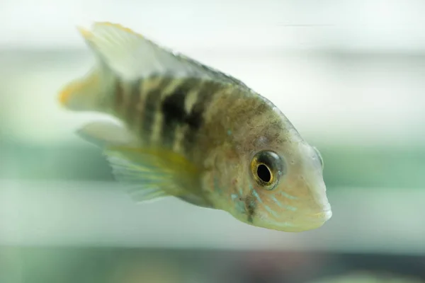 Aquarium Fish Dwarf Cichlid Apistogramma Nijsseni Species Cichlid Fish Endemic — Stock Photo, Image