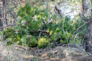 Odun lar kestikten sonra terk edilmiş. Yasadışı ormansızlaşma. İnsanın çevre üzerindeki etkisi. Çevre sorunları. Küresel ısınma. İklimin değişmesi.